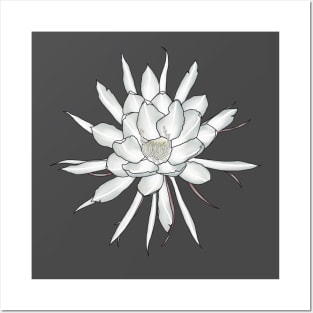 Night Blooming Cereus Posters and Art